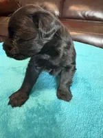 AKC Black Male, a male Miniature Schnauzer for sale in Campbell, MO – Photo 2 of 7