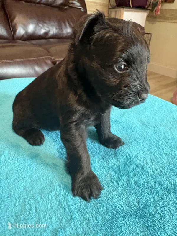 AKC Black Male – Miniature Schnauzer puppy for sale in Campbell, MO