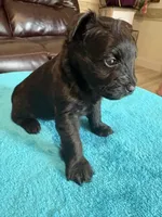 AKC Black Male, a male Miniature Schnauzer for sale in Campbell, MO – Photo 1 of 7