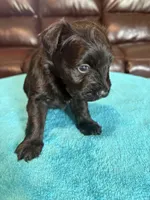 AKC Black Male, a male Miniature Schnauzer for sale in Campbell, MO – Photo 6 of 7