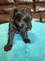 AKC Black Male, a male Miniature Schnauzer for sale in Campbell, MO – Photo 3 of 7