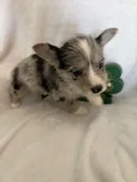 Girl cowboy, a male Miniature Schnauzer and Pembroke Welsh Corgi for sale in Campbell, MO – Photo 4 of 8