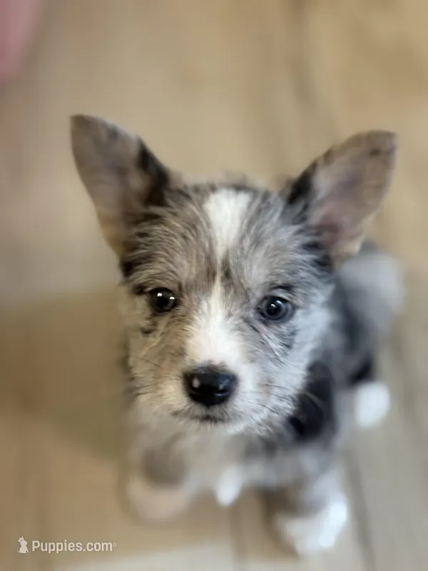 Girl cowboy – Miniature Schnauzer, Pembroke Welsh Corgi puppy for sale in Campbell, MO