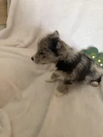 Girl cowboy, a male Miniature Schnauzer and Pembroke Welsh Corgi for sale in Campbell, MO – Photo 6 of 8