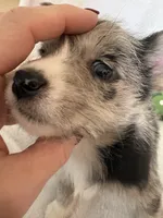 Girl cowboy, a male Miniature Schnauzer and Pembroke Welsh Corgi for sale in Campbell, MO – Photo 2 of 8