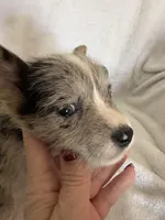 Girl cowboy, a male Miniature Schnauzer and Pembroke Welsh Corgi for sale in Campbell, MO – Photo 3 of 8