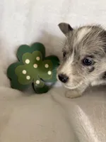 Girl cowboy, a male Miniature Schnauzer and Pembroke Welsh Corgi for sale in Campbell, MO – Photo 7 of 8