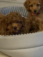Snooty, a male Poodle - Toy  for sale in Campbell, MO – 4 of 5