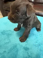 AKC Liver Male, a male Miniature Schnauzer for sale in Campbell, MO – Photo 4 of 6