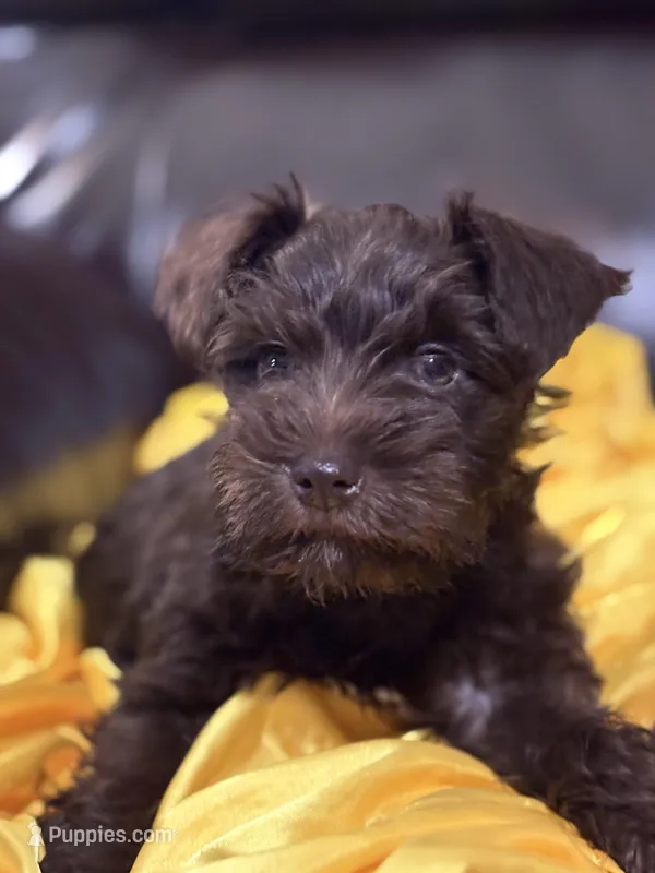 AKC Liver Male – Miniature Schnauzer puppy for sale in Campbell, MO