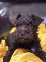 AKC Liver Male, a male Miniature Schnauzer for sale in Campbell, MO – 1 of 10
