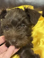 AKC Liver Male, a male Miniature Schnauzer for sale in Campbell, MO – 2 of 10