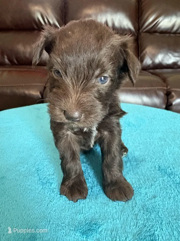 AKC Liver Male – Miniature Schnauzer puppy for sale in Campbell, MO