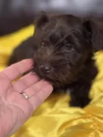 AKC Liver Male, a male Miniature Schnauzer for sale in Campbell, MO – 5 of 10