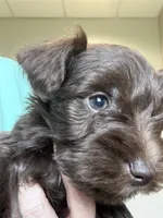AKC Liver Male, a male Miniature Schnauzer for sale in Campbell, MO – 6 of 10