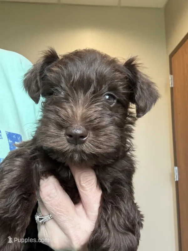 AKC Liver Male – Miniature Schnauzer puppy for sale in Campbell, MO