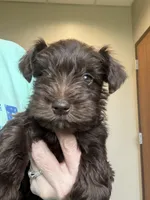 AKC Liver Male, a male Miniature Schnauzer for sale in Campbell, MO – 4 of 10