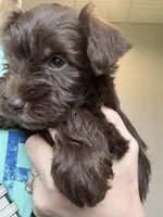 AKC Liver Male, a male Miniature Schnauzer for sale in Campbell, MO – 7 of 10