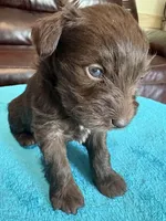 AKC Liver Male, a male Miniature Schnauzer for sale in Campbell, MO – Photo 2 of 6