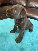 AKC Liver Male, a male Miniature Schnauzer for sale in Campbell, MO – Photo 5 of 6