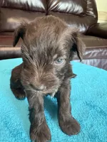 AKC Liver Male, a male Miniature Schnauzer for sale in Campbell, MO – Photo 3 of 6