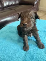 AKC Liver Male, a male Miniature Schnauzer for sale in Campbell, MO – Photo 6 of 6