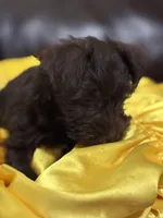 AKC Liver Male, a male Miniature Schnauzer for sale in Campbell, MO – 3 of 10