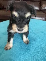 AKC Phantom Black/Silver, a female Miniature Schnauzer for sale in Campbell, MO – Photo 3 of 4