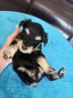 AKC Phantom Black/Silver, a female Miniature Schnauzer for sale in Campbell, MO – Photo 4 of 4