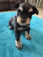 AKC Phantom Black/Silver, a female Miniature Schnauzer for sale in Campbell, MO – Photo 1 of 4