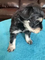 AKC Phantom Black/Silver, a female Miniature Schnauzer for sale in Campbell, MO – Photo 2 of 4