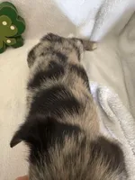 Boy Black , a male Miniature Schnauzer and Pembroke Welsh Corgi for sale in Campbell, MO – Photo 6 of 10