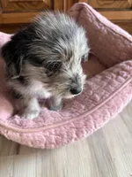 Reduced Boy Black , a male Miniature Schnauzer and Pembroke Welsh Corgi for sale in Campbell, MO – Photo 9 of 10