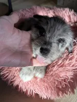 Reduced Boy Black , a male Miniature Schnauzer and Pembroke Welsh Corgi for sale in Campbell, MO – Photo 8 of 10