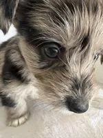 Boy Black , a male Miniature Schnauzer and Pembroke Welsh Corgi for sale in Campbell, MO – Photo 8 of 10