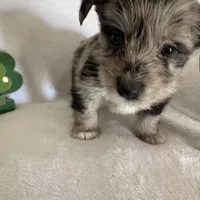 Reduced Boy Black , a male Miniature Schnauzer and Pembroke Welsh Corgi for sale in Campbell, MO – Photo 3 of 10