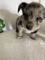 Boy Black , a male Miniature Schnauzer and Pembroke Welsh Corgi for sale in Campbell, MO – Photo 1 of 10