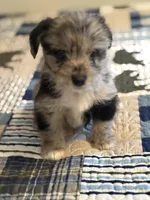 Reduced Boy Black , a male Miniature Schnauzer and Pembroke Welsh Corgi for sale in Campbell, MO – Photo 7 of 10