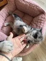 Reduced Boy Black , a male Miniature Schnauzer and Pembroke Welsh Corgi for sale in Campbell, MO – Photo 10 of 10