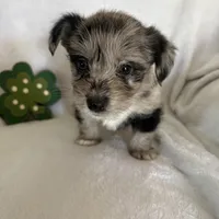 Reduced Boy Black , a male Miniature Schnauzer and Pembroke Welsh Corgi for sale in Campbell, MO – Photo 6 of 10