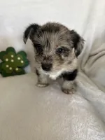 Boy Black , a male Miniature Schnauzer and Pembroke Welsh Corgi for sale in Campbell, MO – Photo 9 of 10