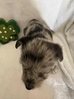 Boy Black , a male Miniature Schnauzer and Pembroke Welsh Corgi for sale in Campbell, MO – Photo 3 of 10