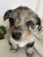 Boy Black , a male Miniature Schnauzer and Pembroke Welsh Corgi for sale in Campbell, MO – Photo 2 of 10