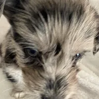 Reduced Boy Black , a male Miniature Schnauzer and Pembroke Welsh Corgi for sale in Campbell, MO – Photo 2 of 10