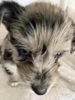 Boy Black , a male Miniature Schnauzer and Pembroke Welsh Corgi for sale in Campbell, MO – Photo 7 of 10