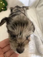 Boy Black , a male Miniature Schnauzer and Pembroke Welsh Corgi for sale in Campbell, MO – Photo 4 of 10