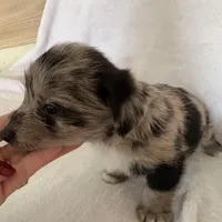 Reduced Boy Black , a male Miniature Schnauzer and Pembroke Welsh Corgi for sale in Campbell, MO – Photo 4 of 10