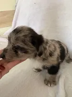 Boy Black , a male Miniature Schnauzer and Pembroke Welsh Corgi for sale in Campbell, MO – Photo 5 of 10