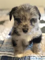 Reduced Boy Black , a male Miniature Schnauzer and Pembroke Welsh Corgi for sale in Campbell, MO – Photo 1 of 10