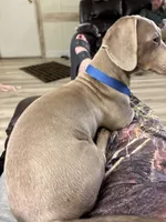 Kooper, a male Miniature Dachshund for sale in Campbell, MO – 3 of 3